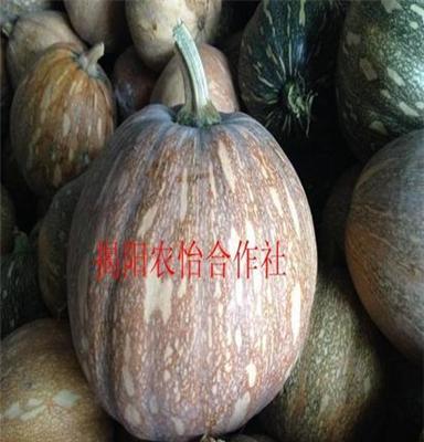 新鲜有机蔬菜无公害农家自种南瓜孕妇宝宝辅食