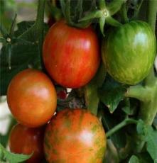 临洮 冲钻花皮球番茄种子-小西红柿 好看好吃 美容蔬果 自产自销