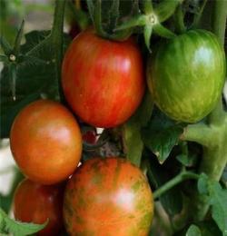 临洮 冲钻花皮球番茄种子-小西红柿 好看好吃 美容蔬果 自产自销