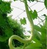 临洮绿洲有机蔬菜—蛇瓜 祛脂降压 提高免疫力