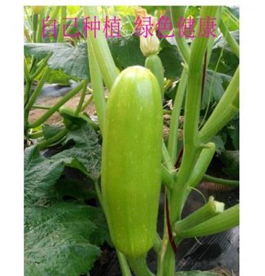 沂蒙蔬菜种植西葫芦（又名小瓜）大棚蔬菜批发新鲜蔬菜绿色健康