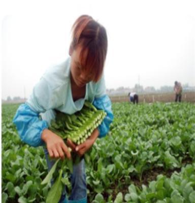 富硒苋菜、富硒油菜，粗粮公社，绿色食品