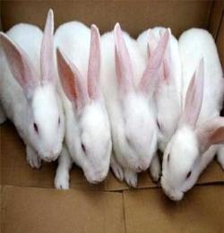 供应各种獭兔种兔