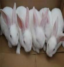 富佳兔业供应2012年獭兔最新品种