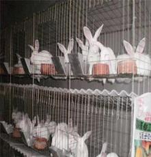 獭兔养殖前景獭兔