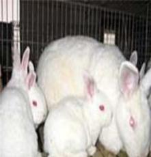 德系獭兔种兔养殖场
