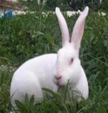 梁山獭兔养殖场獭兔