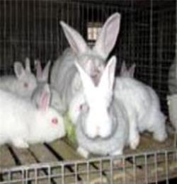 獭兔养殖场   獭兔养殖基地獭兔