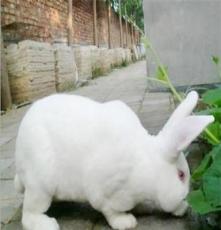 獭兔养殖基地新疆獭兔