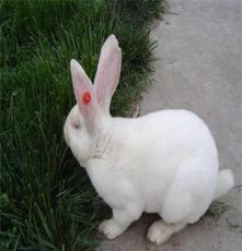 山西獭兔獭兔