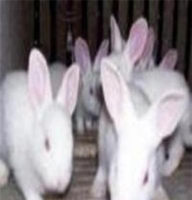 獭兔六安獭兔供种养殖场