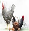 厂家木几土鸡蛋生态农场散养新鲜土鸡蛋包装盒 天然农家笨鸡蛋30枚