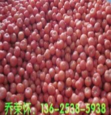 山东泰安粉红西红柿批发市场