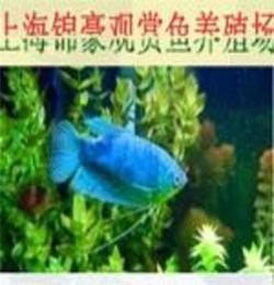 上海热带观赏鱼养殖基地/上海热带观赏鱼养殖基地/锦豪供