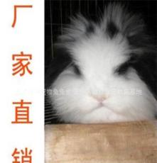 厂家直销宠物兔批发 货源稳定 中国农林卫视采访郭鹏宠物兔