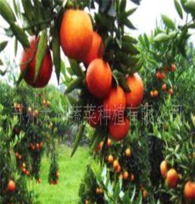 苏州太湖蔬菜种植有限公司 “太湖绿”橘子 绿色无公害