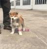 秋田犬公犬 秋田犬 巨洲犬舍