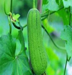 絲瓜（自己種植）