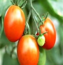 产地直销，海南；徐闻绿色食品 西红柿；番茄 诚招全国代理