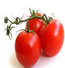 大量出售新鲜番茄 西红柿 红颜色现货供应 绿色天然无公害蔬菜