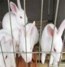 山东奇祥大型獭兔养殖基地獭兔价格低獭兔养殖技术獭兔前景