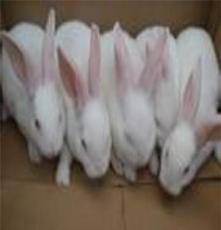 贵州獭兔基地1600只獭兔价格养殖利润肉兔价格肉兔价格