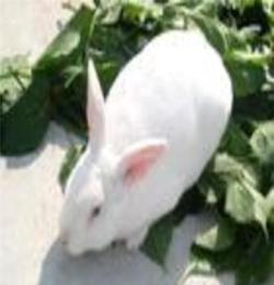 2000只獭兔待售獭兔价格獭兔行情獭兔养殖利润大回收獭兔