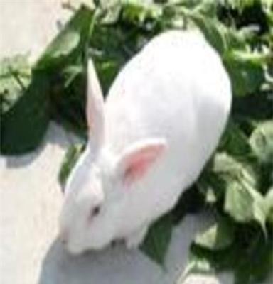 济宁市牧局指定獭兔养殖基地最新獭兔技术獭兔前景獭兔价格奇祥