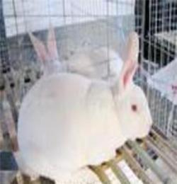 辽宁最新獭兔养殖技术獭兔前景獭兔价格奇祥獭兔养殖基地