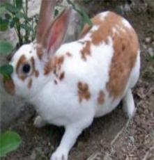 江西最新獭兔养殖技术獭兔前景。獭兔价格奇祥獭兔养殖基地