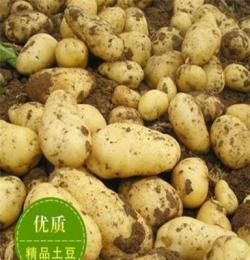 常年供应山东各种土豆大量上市