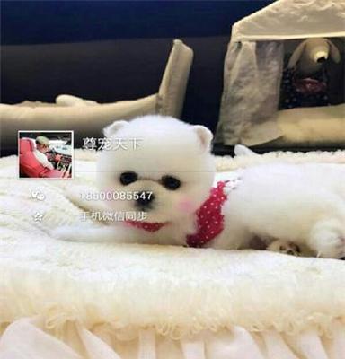 北京朝阳出售各种宠物犬