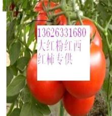 供应山东西红柿销售大红粉红西红柿