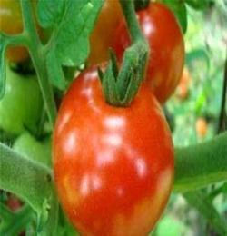 西红柿（图）