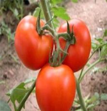 天然无公害-番茄