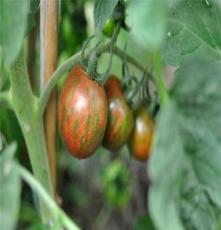 新鲜西红柿 番茄 绿色蔬菜 批发 厂家直销