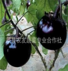 莘县农友蔬菜专业合作社培育销售天然绿色圆茄
