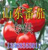中国番茄网 番茄生产种植基地提供番茄价格行情