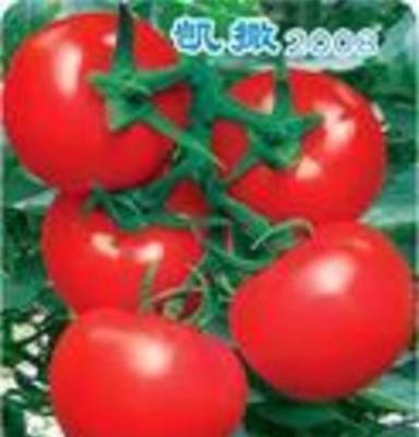 西红柿 西红柿批发 西红柿价格
