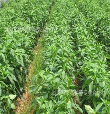 浏阳基地辣椒 茄子 黄瓜 西红柿 南瓜 冬瓜 豆角 苦瓜 萝卜 青菜