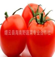 西红柿（番茄） 一级品特卖 放心菜山区无污染特色蔬菜
