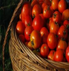 供应西红柿 品种优良