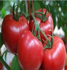 昌盛西红柿