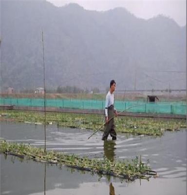 水上竹叶菜水培蔬菜水上空心菜的栽培方法