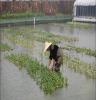 竹叶菜安徽水上竹叶菜的养殖方法