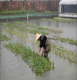 竹葉菜安徽水上竹葉菜的養(yǎng)殖方法