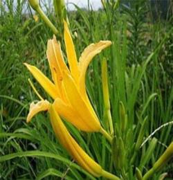 河北黄花菜价格 黄花菜种植基地 黄花菜批发