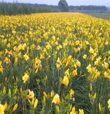 黄花菜价格 黄花菜采购 种植基地 黄花菜批发