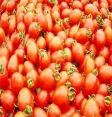 生态蔬菜 北京 农场 自产自销 樱桃西红柿 自由 采摘