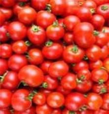供应松垡合作西红柿批发